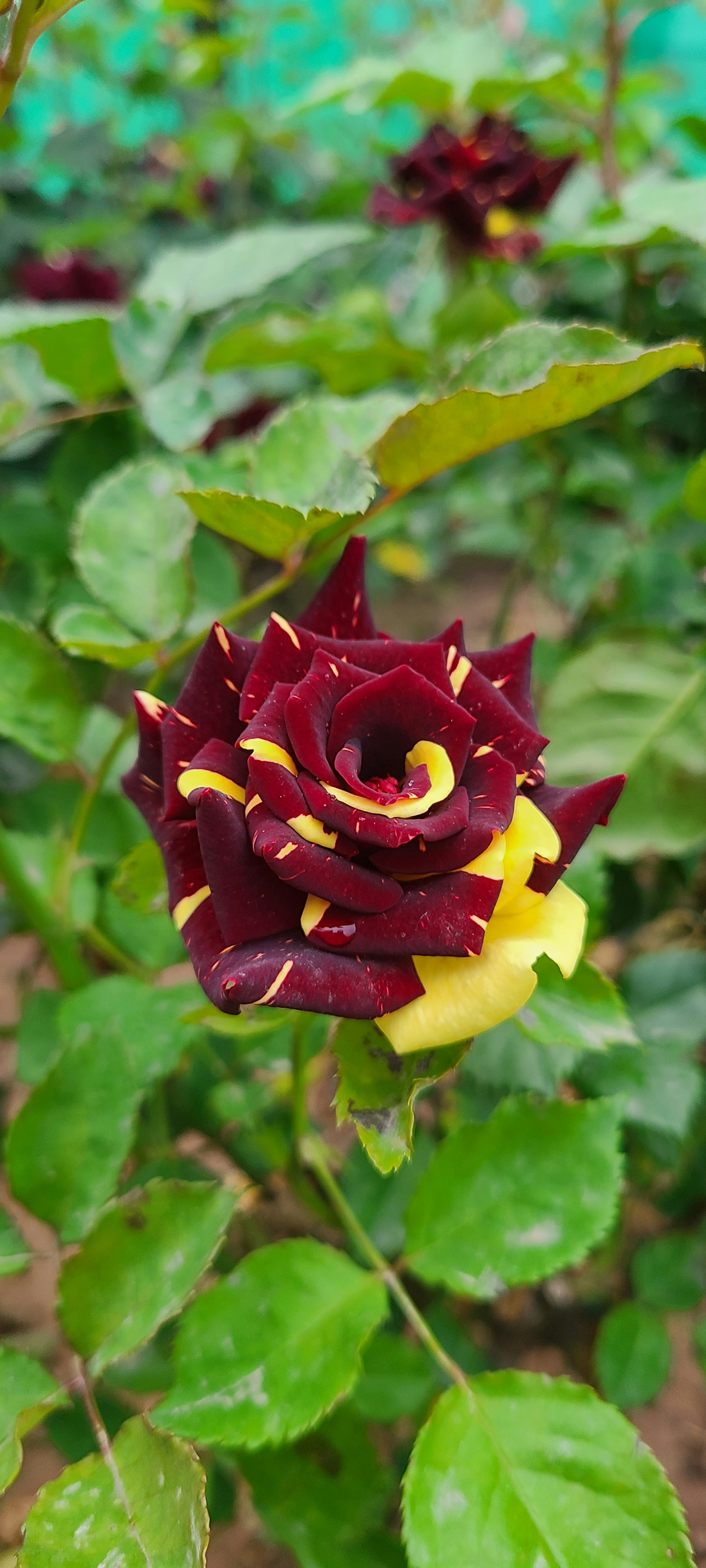 a red and yellow flower with green leaves