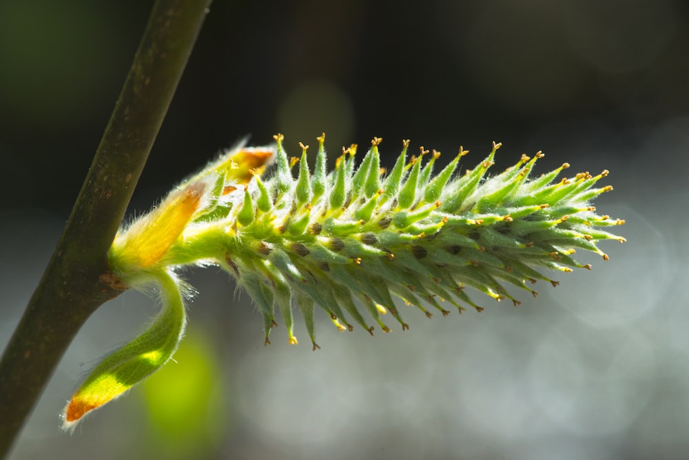 a close up of a flower on a plant