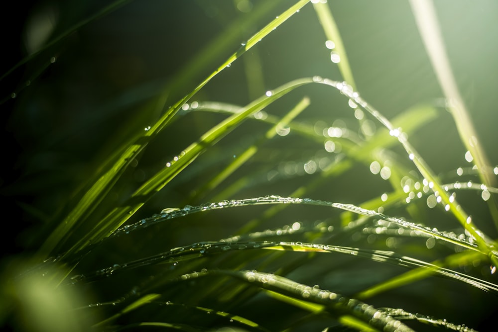 un gros plan d’herbe avec des gouttelettes d’eau dessus