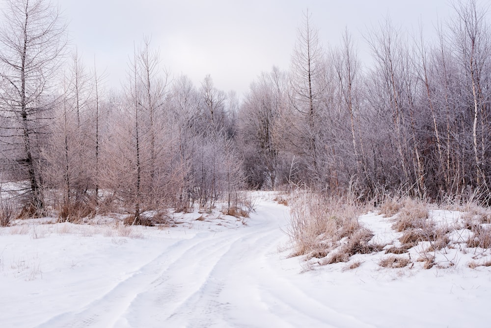 a snow covered road in the middle of a forest