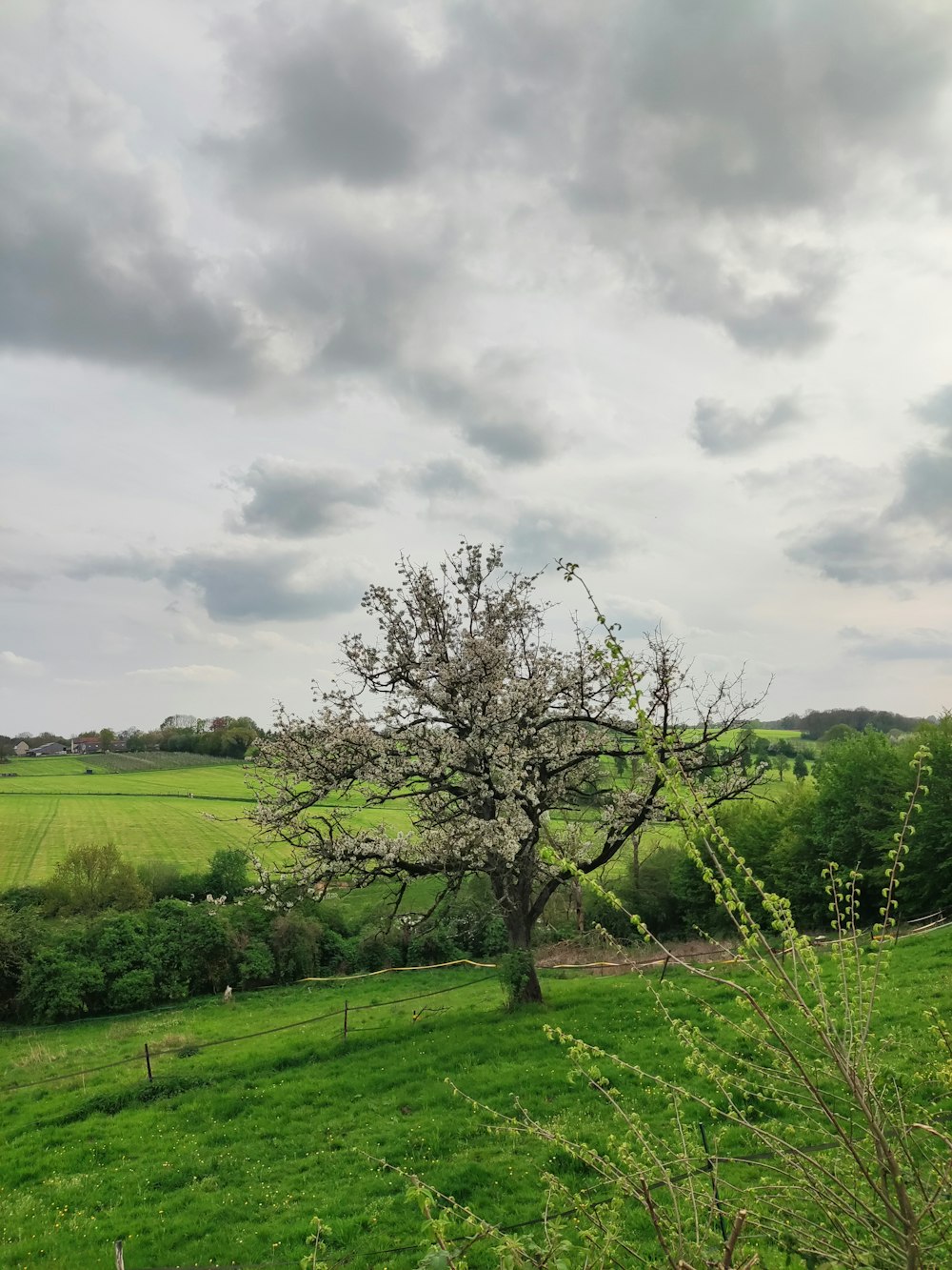 a tree in a field with a cloudy sky