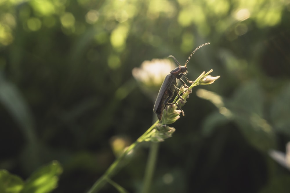 a bug that is sitting on a plant