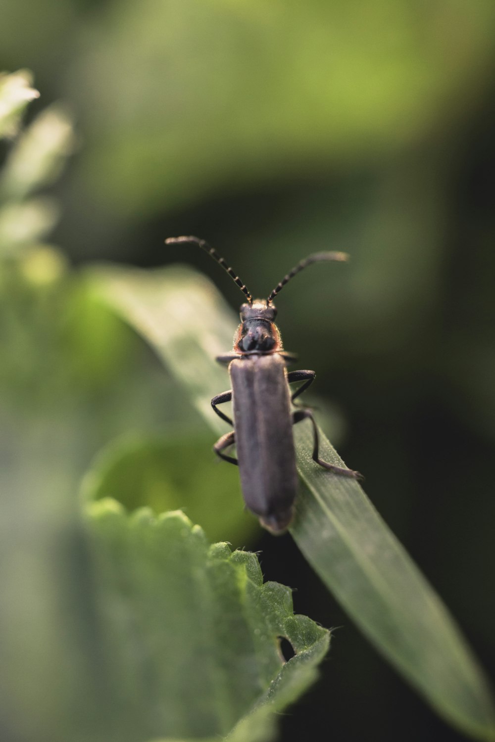 a close up of a bug on a leaf