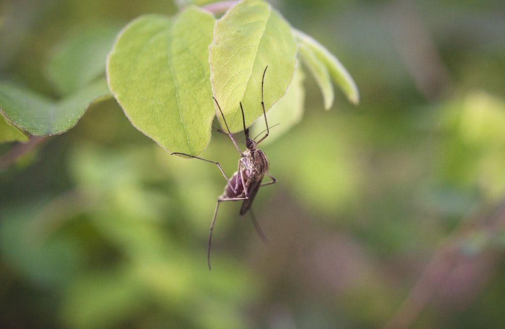 a mosquito sitting on top of a green leaf