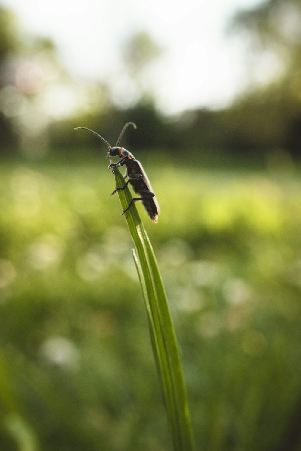 a grasshopper sitting on top of a blade of grass