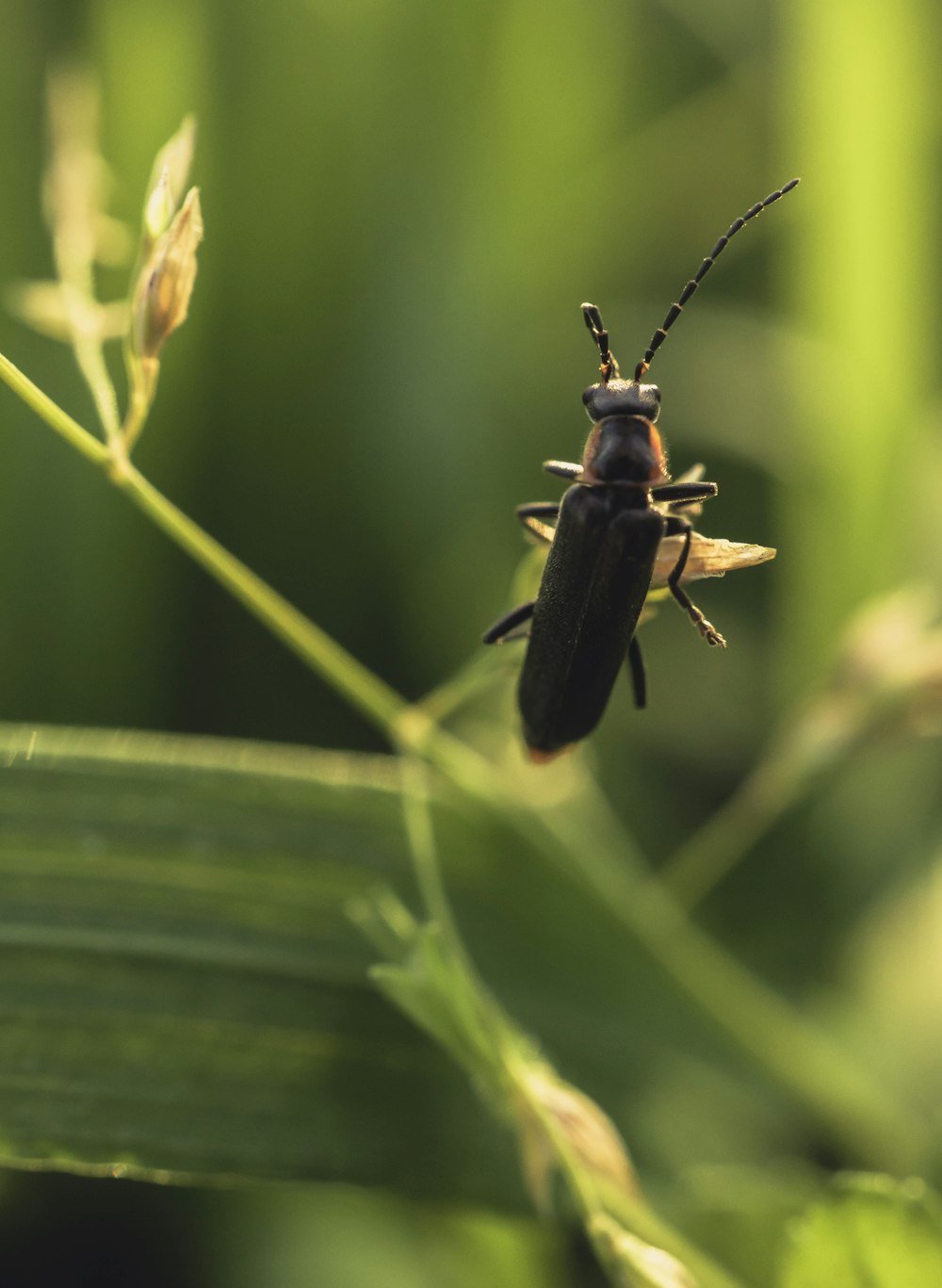 a bug sitting on top of a green leaf