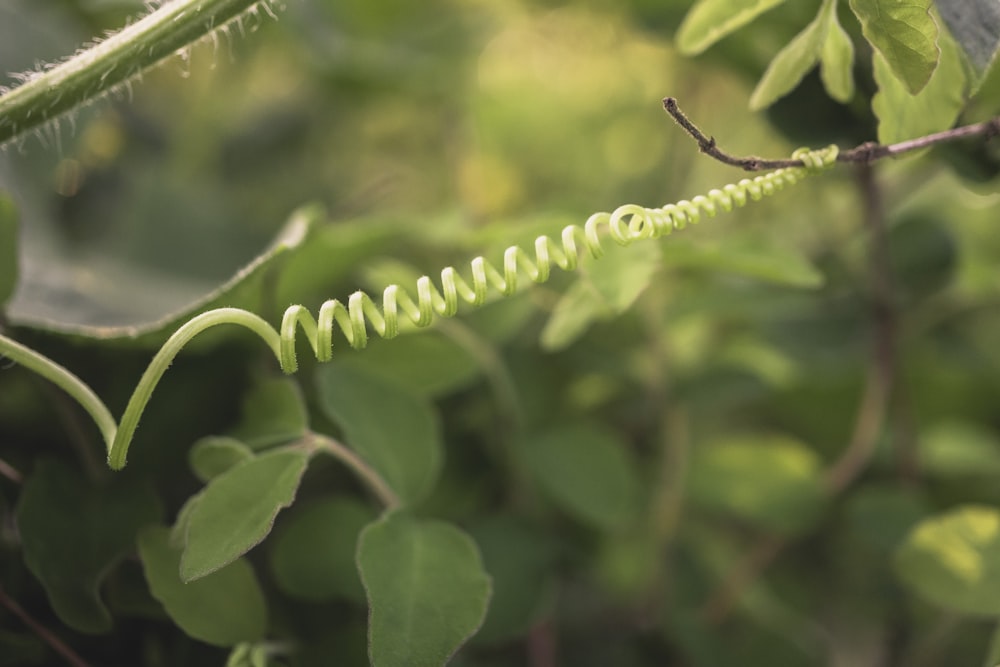 a close up of a green plant with leaves