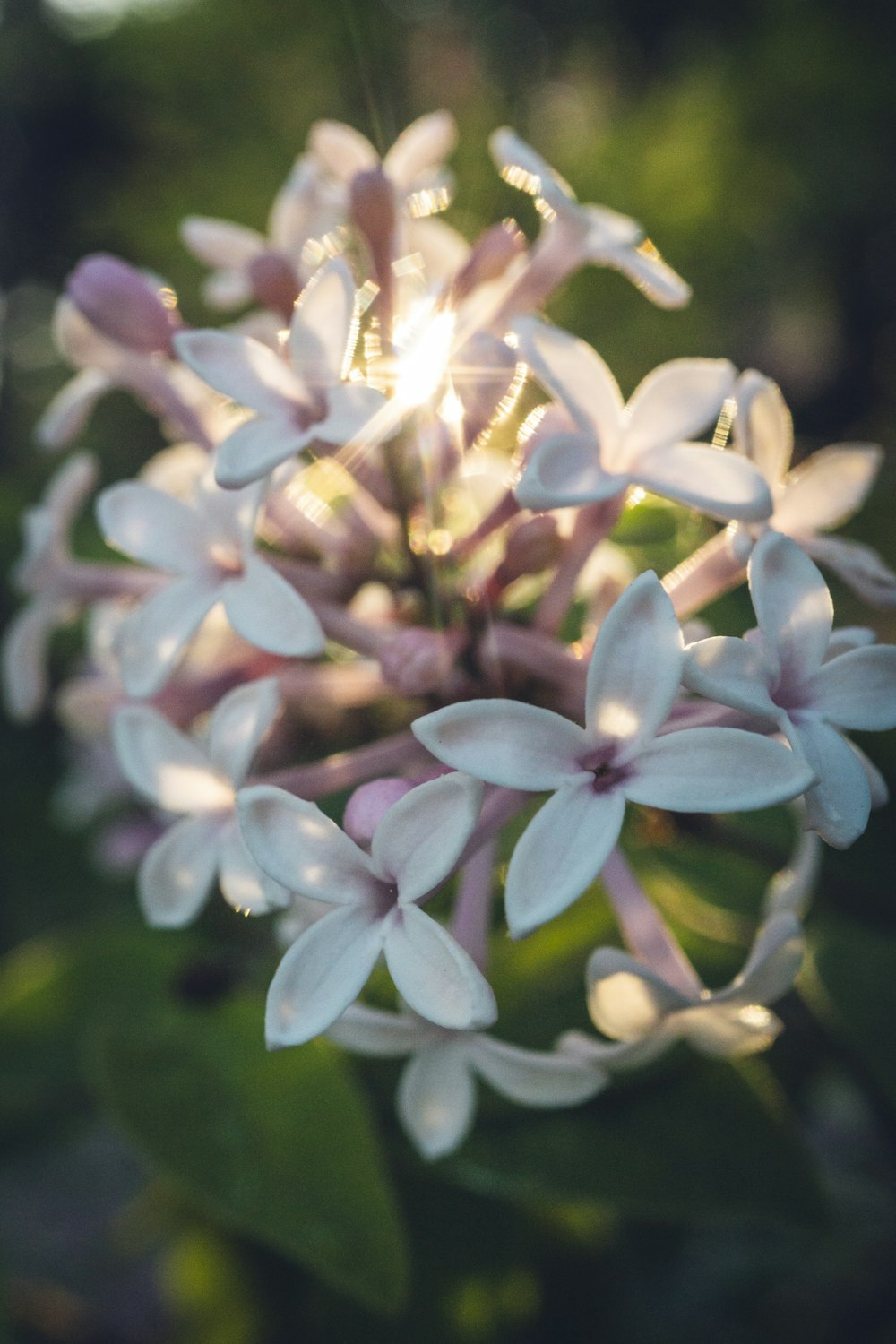 a close up of a bunch of flowers