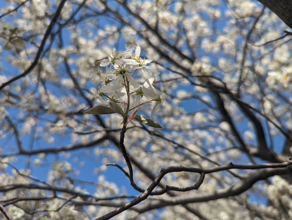 a white flower on a tree branch with a blue sky in the background