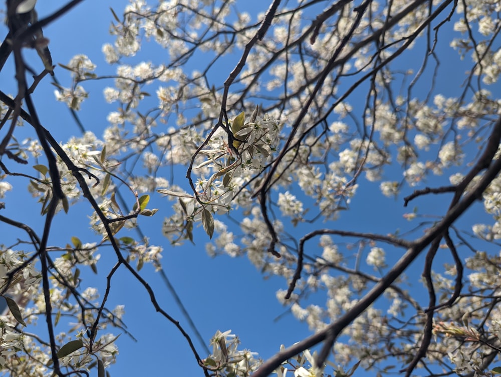 the branches of a tree with white flowers against a blue sky