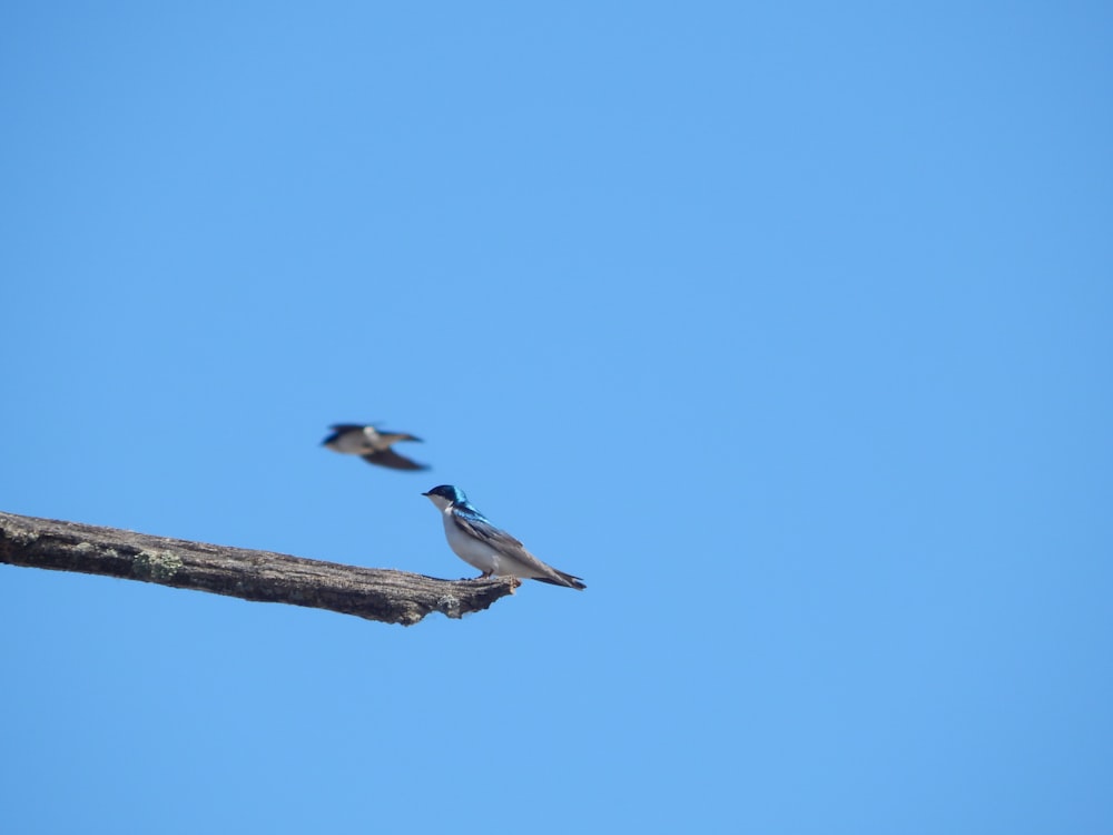 a couple of birds flying over a tree branch