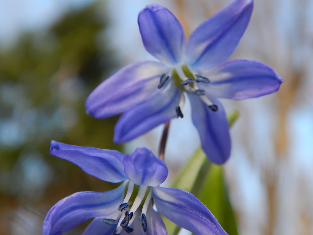 a close up of two blue flowers with trees in the background