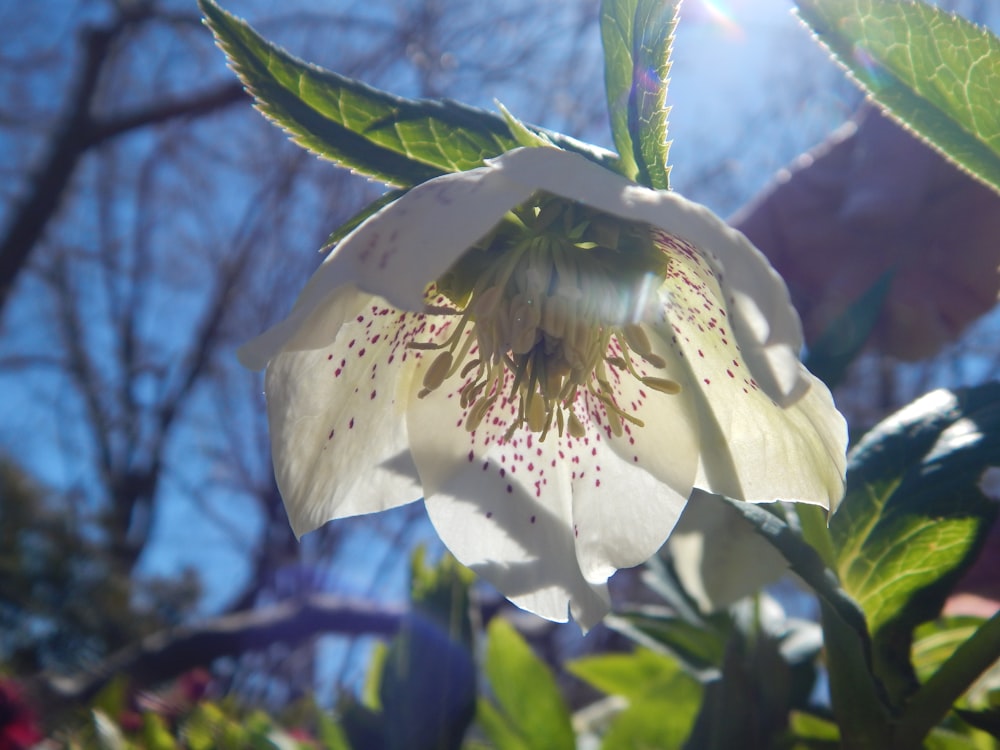 a close up of a flower on a tree