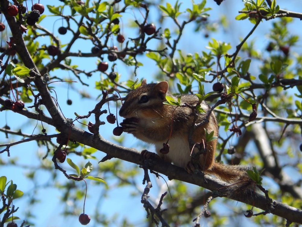 a squirrel is sitting on a branch of a tree