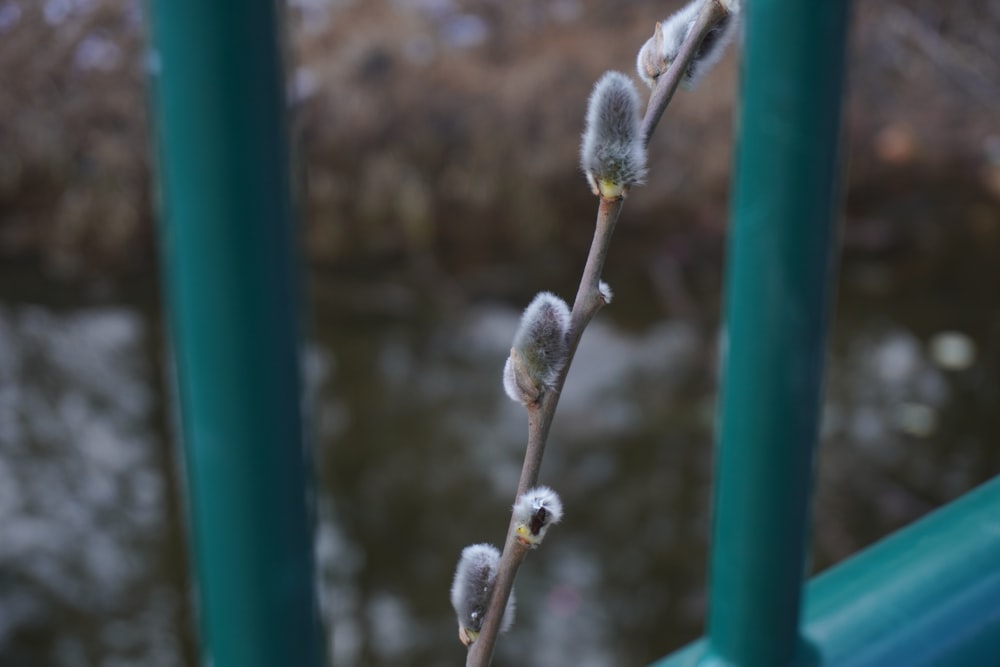 a close up of a twig on a twig plant