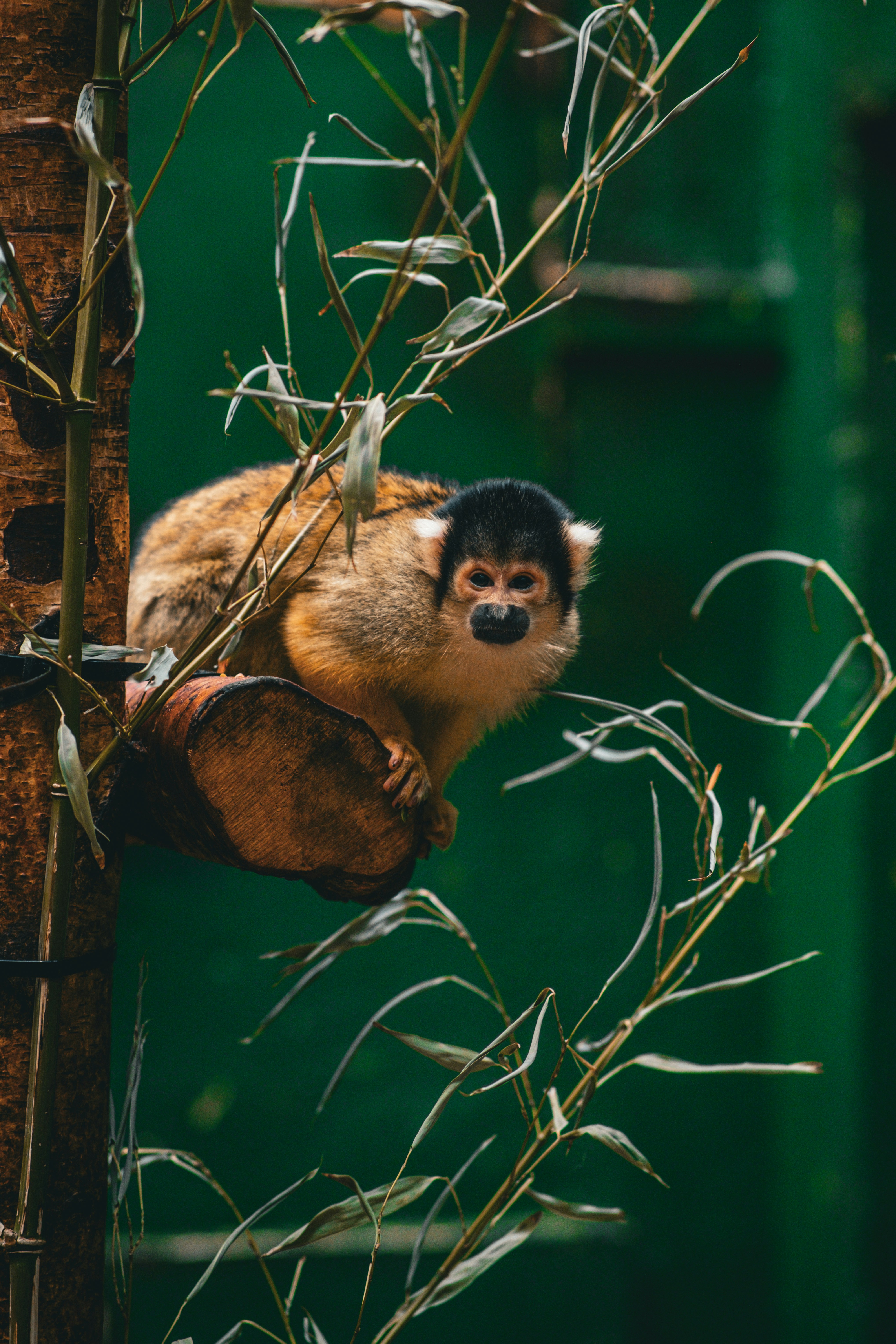 Photo by tamarabadran