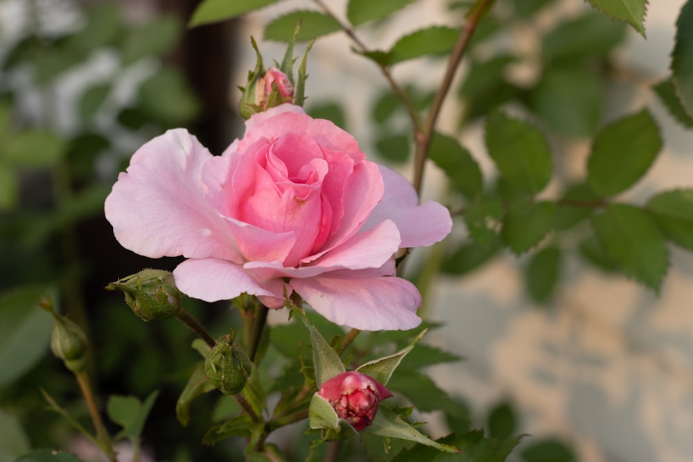 a pink rose is blooming in a garden