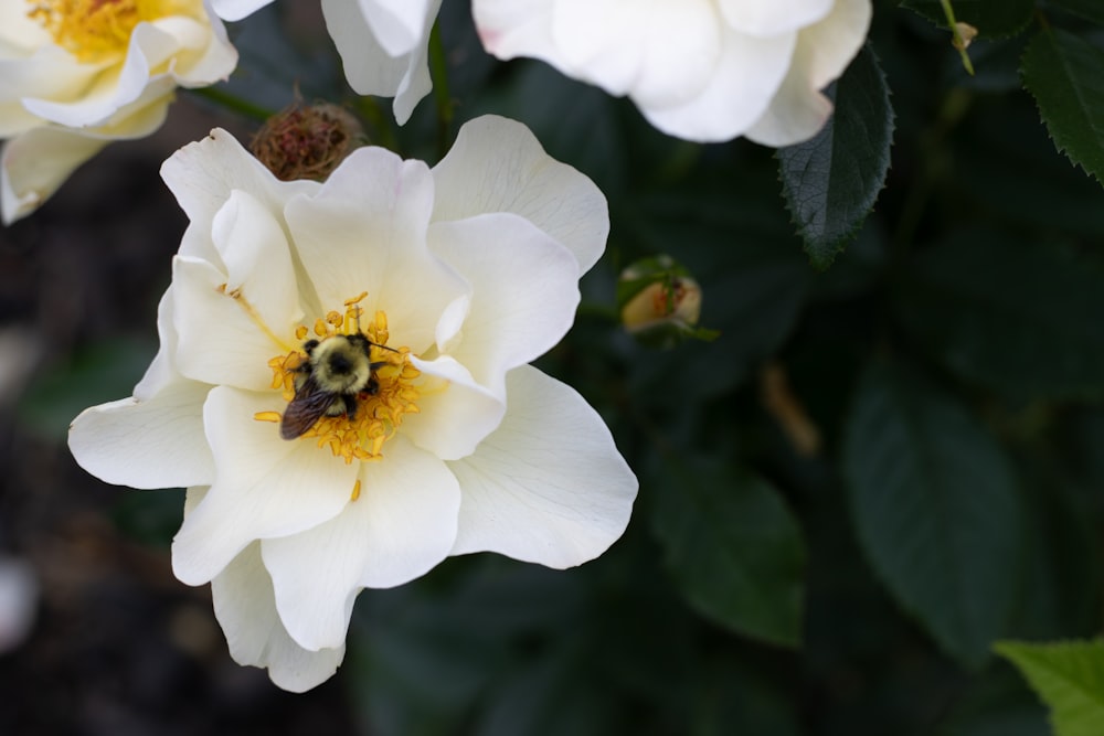 a bee is sitting on a white flower