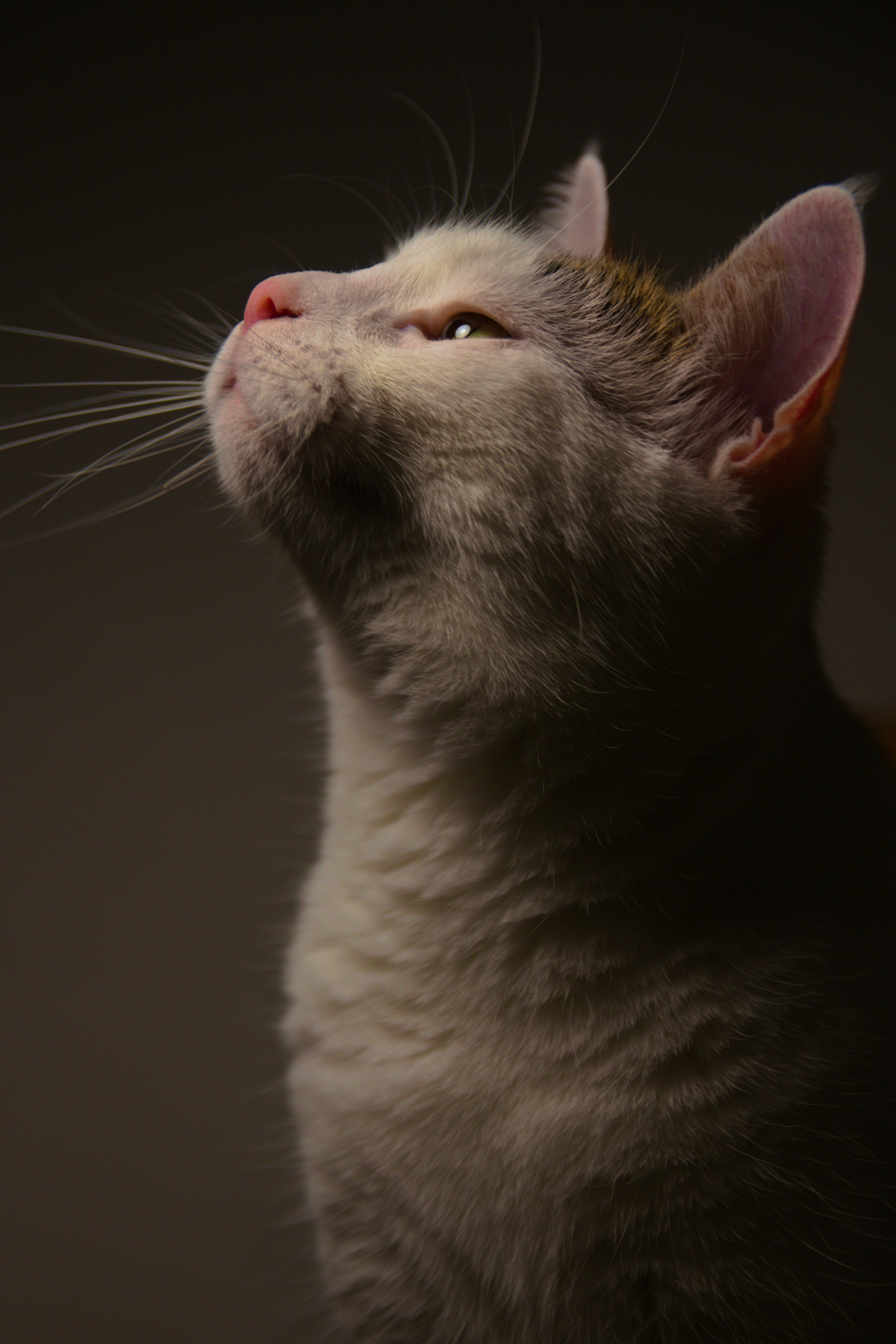 A close up of a cat looking up photo – Free Finland Image on Unsplash