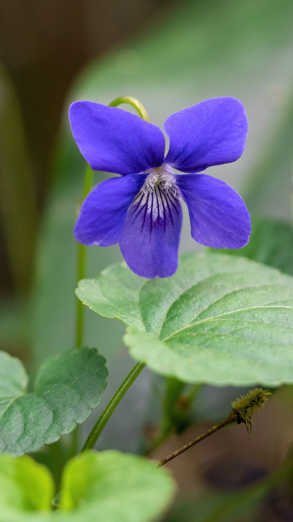 a purple flower with green leaves in the background