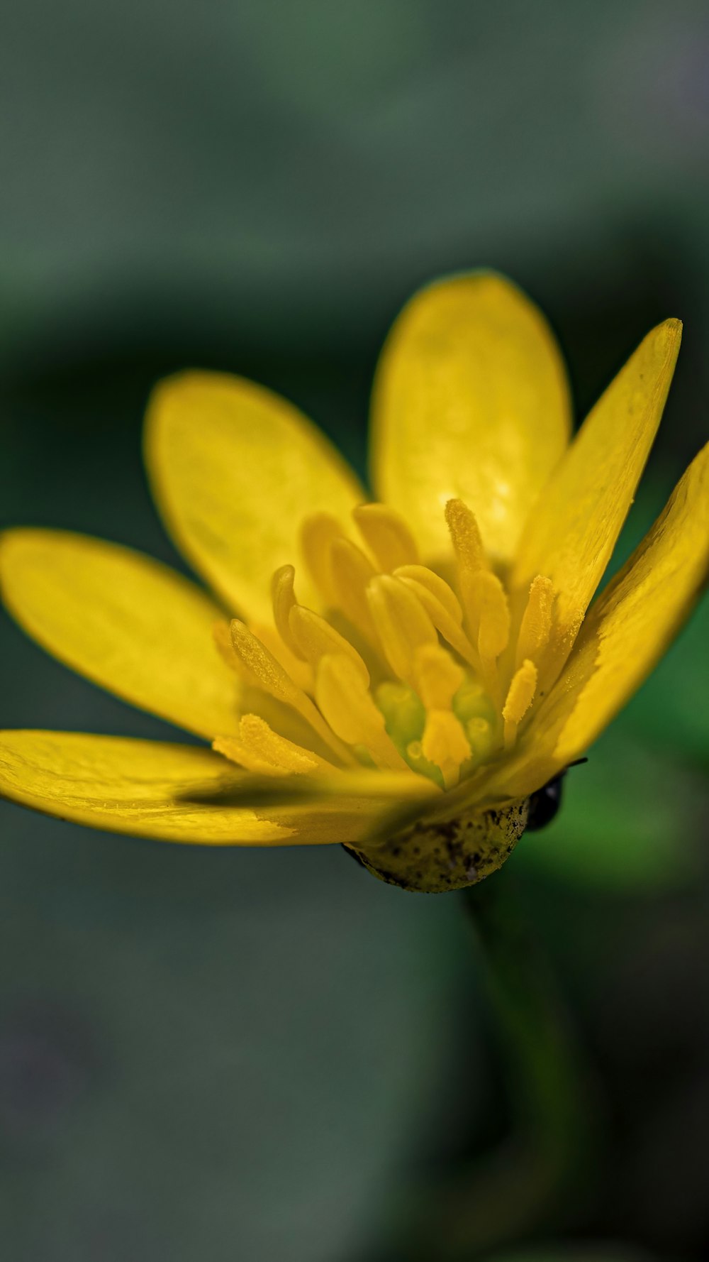 a yellow flower with a green background