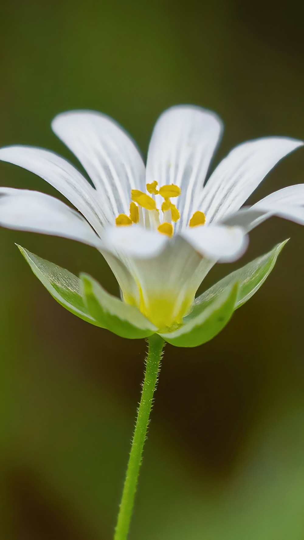 a close up of a white flower with a green stem
