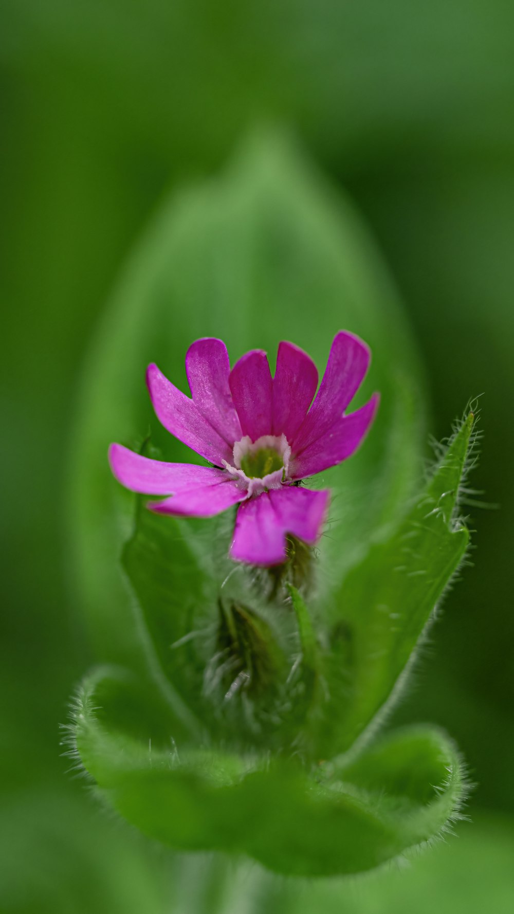 a small pink flower with green leaves in the background