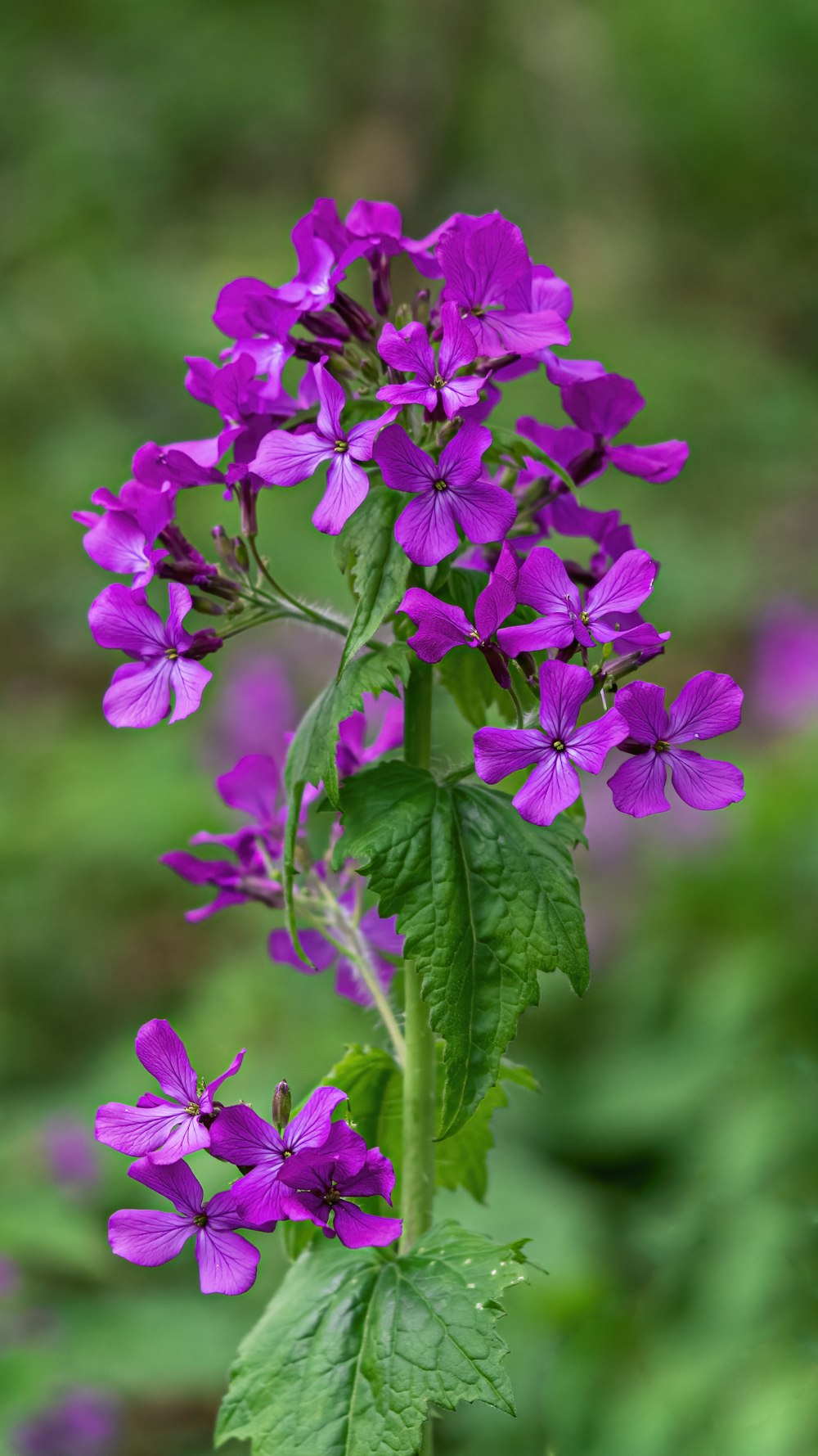 a close up of a purple flower with green leaves