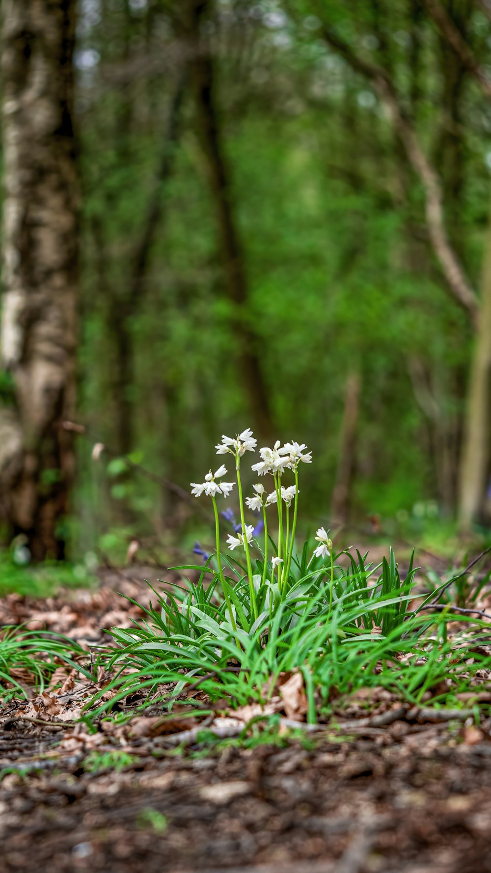 a small white flower in the middle of a forest