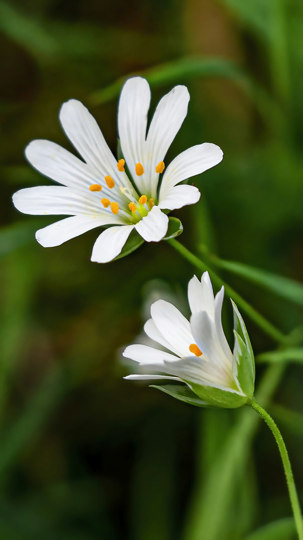 a couple of white flowers sitting on top of a green plant