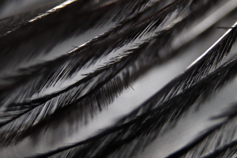 a close up of a bunch of black feathers