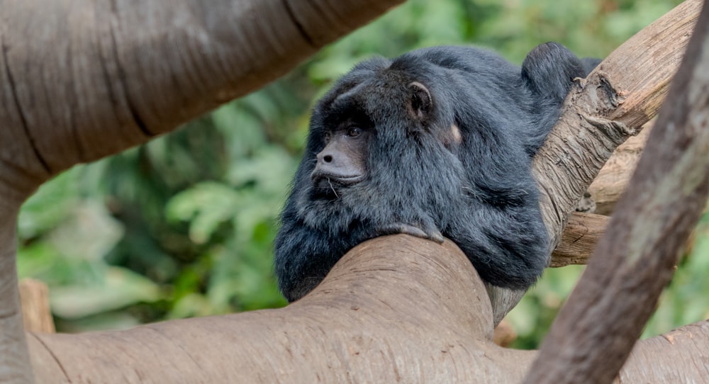 a small black animal sitting on top of a tree branch
