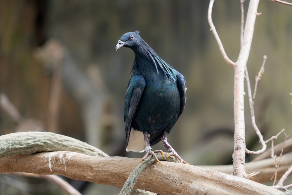 a black bird sitting on a branch of a tree