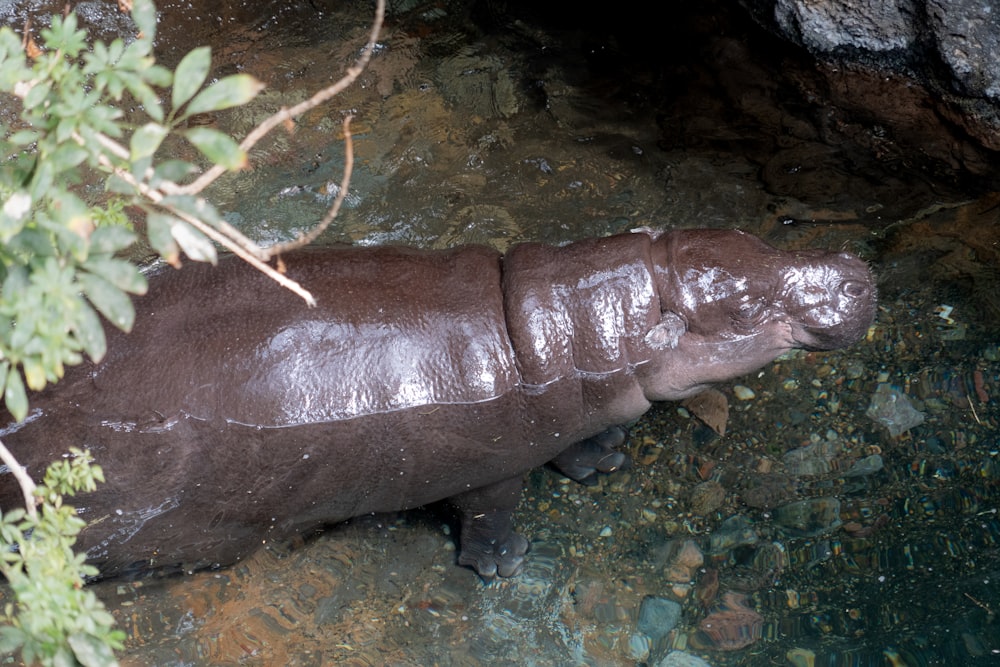 a hippopotamus is walking through the water