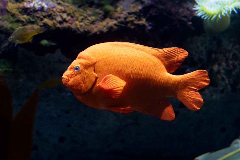 a close up of a fish in an aquarium