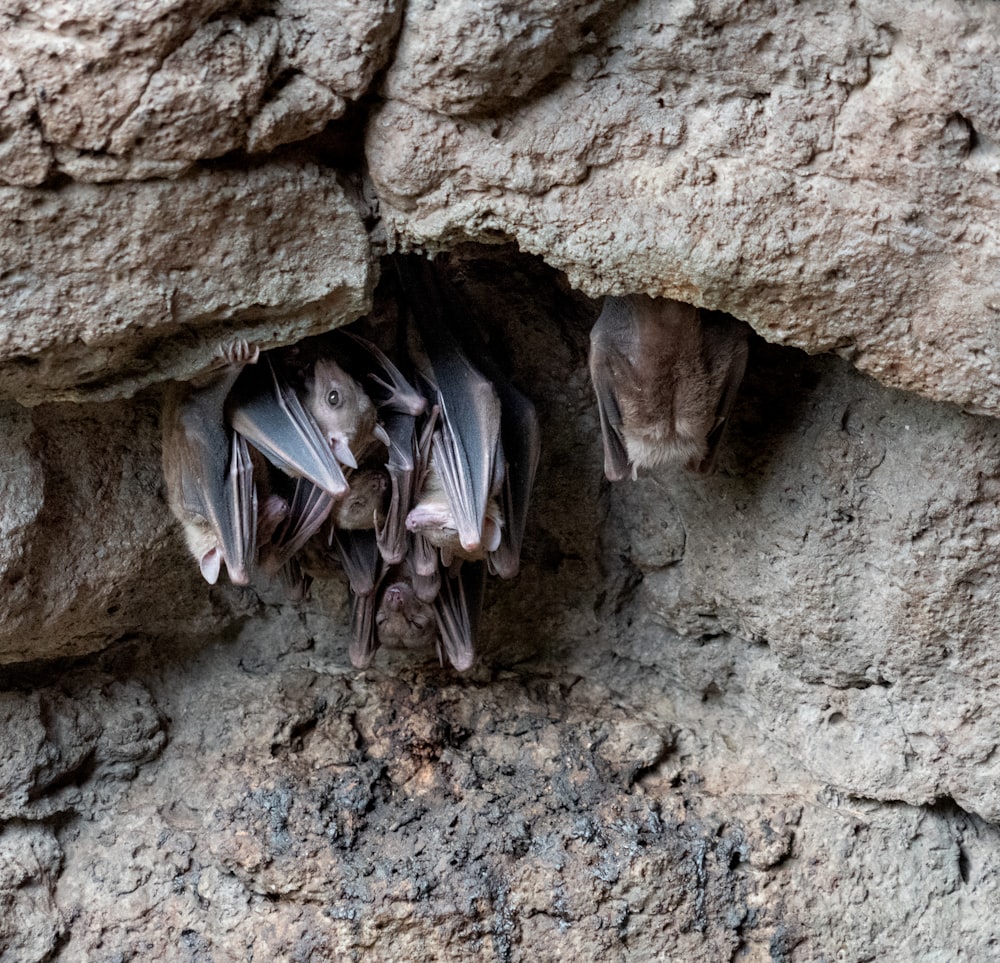 a group of bats hanging upside down on a rock