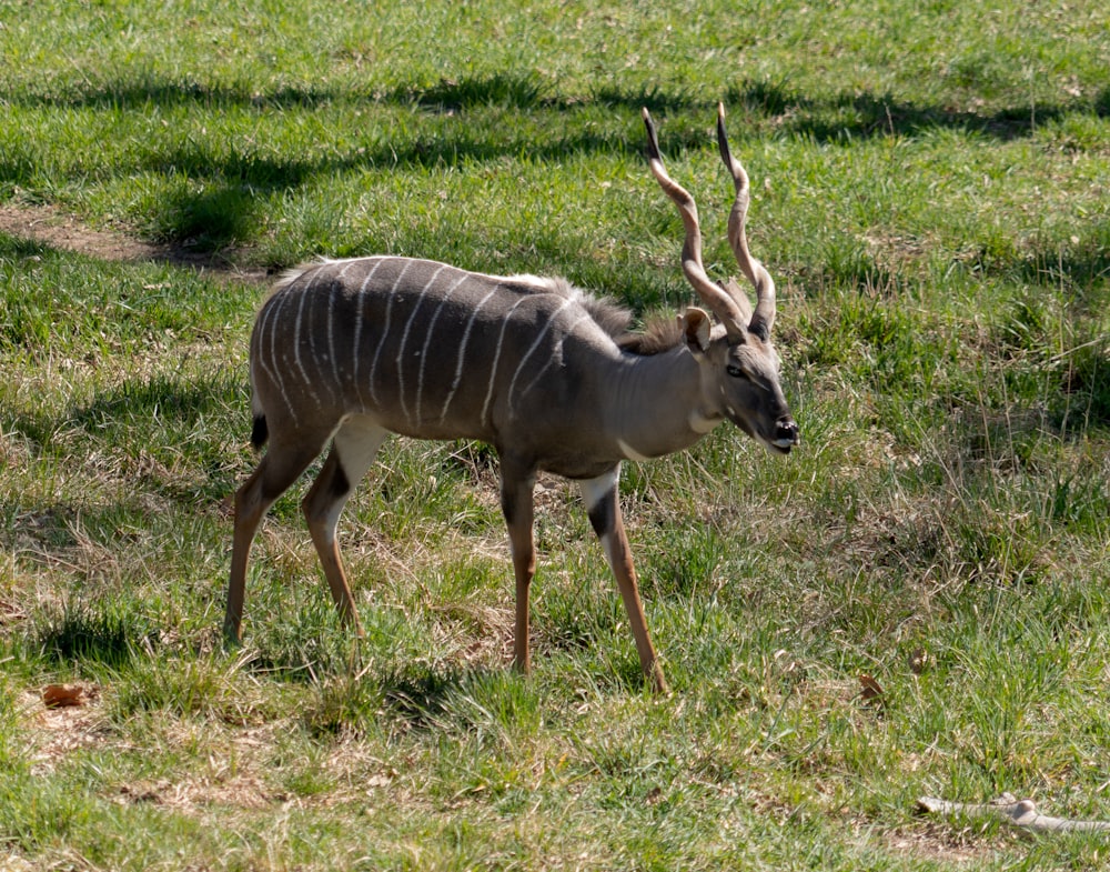 a small antelope standing in a grassy field