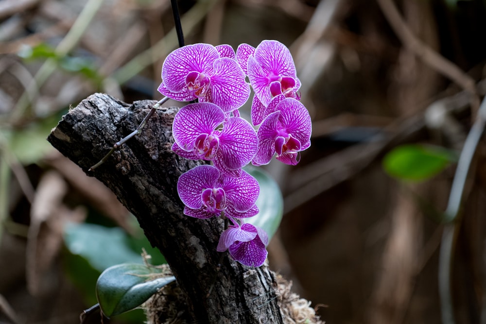 a bunch of purple flowers that are on a branch