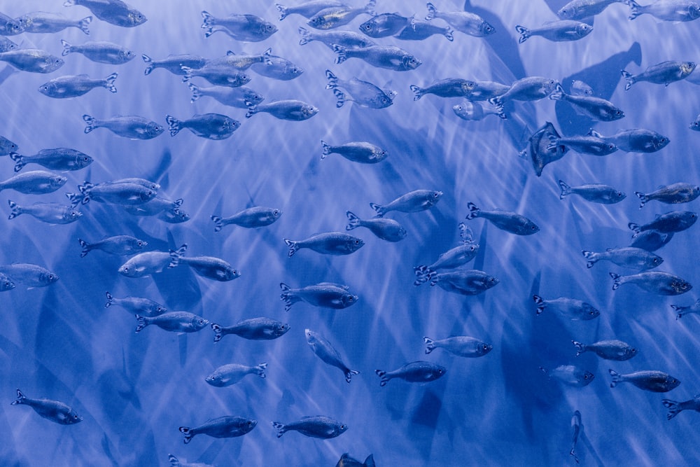 a large group of fish swimming in the ocean