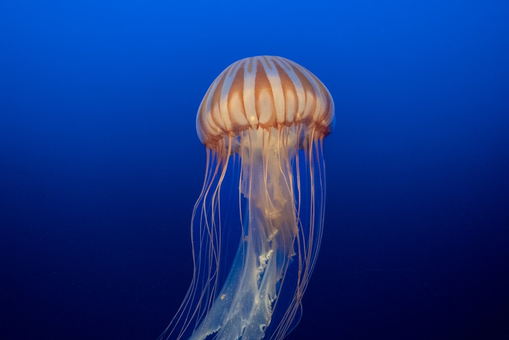 a jellyfish swimming in the blue water