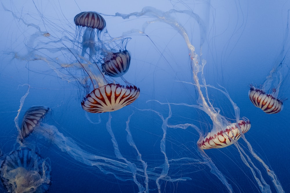 a group of jellyfish swimming in the ocean