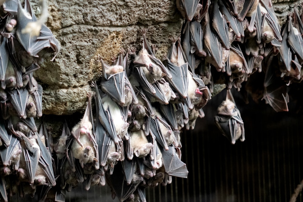 a bunch of bats hanging from a stone wall