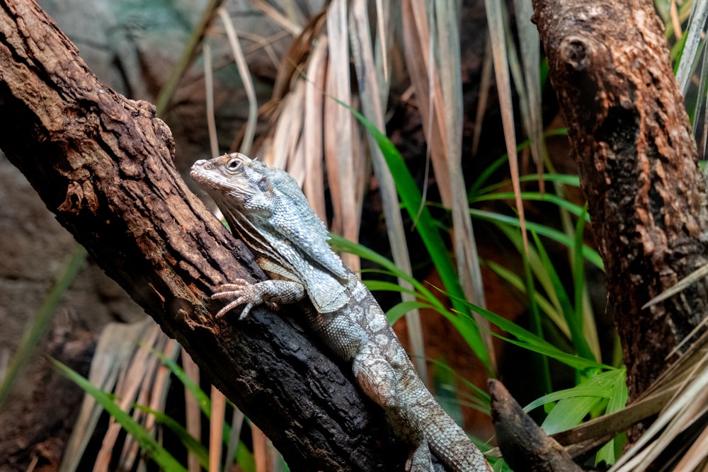 a lizard that is sitting on a tree branch