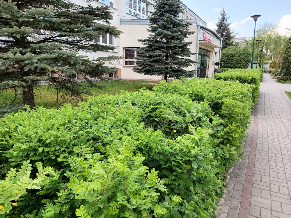 a sidewalk with a bunch of green plants next to a building