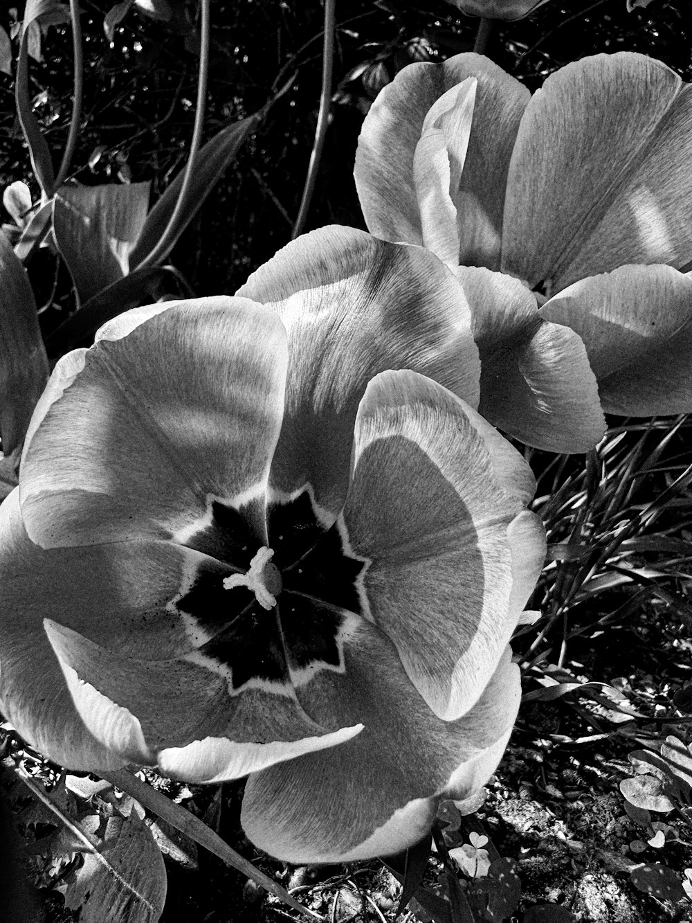 a black and white photo of two flowers