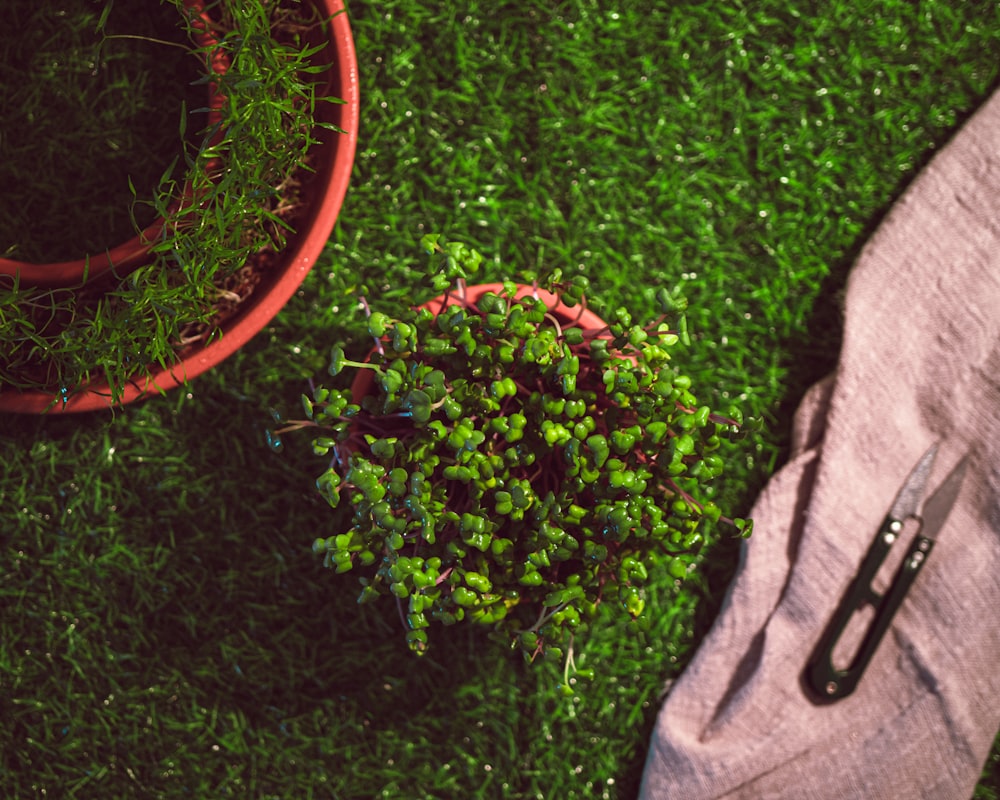 a potted plant sitting next to a pair of scissors