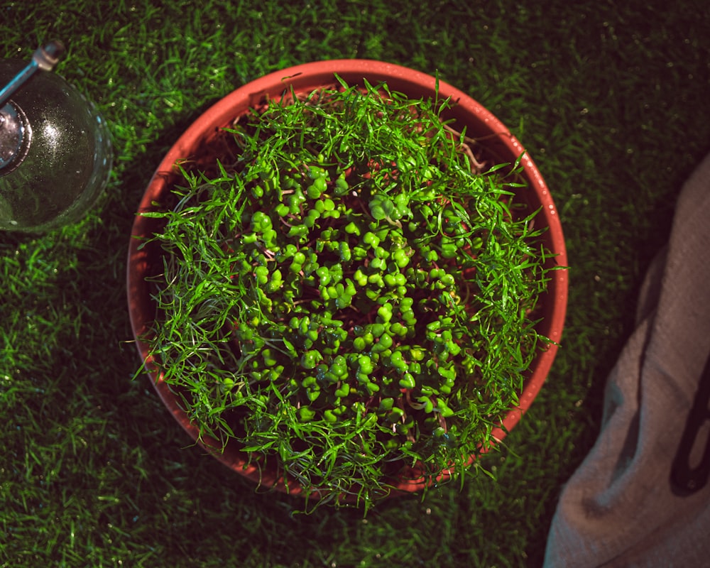 a bowl filled with green plants on top of a lush green field