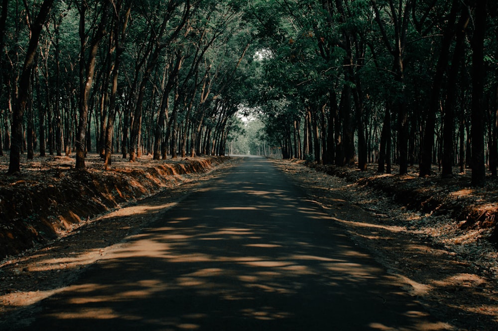 a tree lined road in the middle of a forest