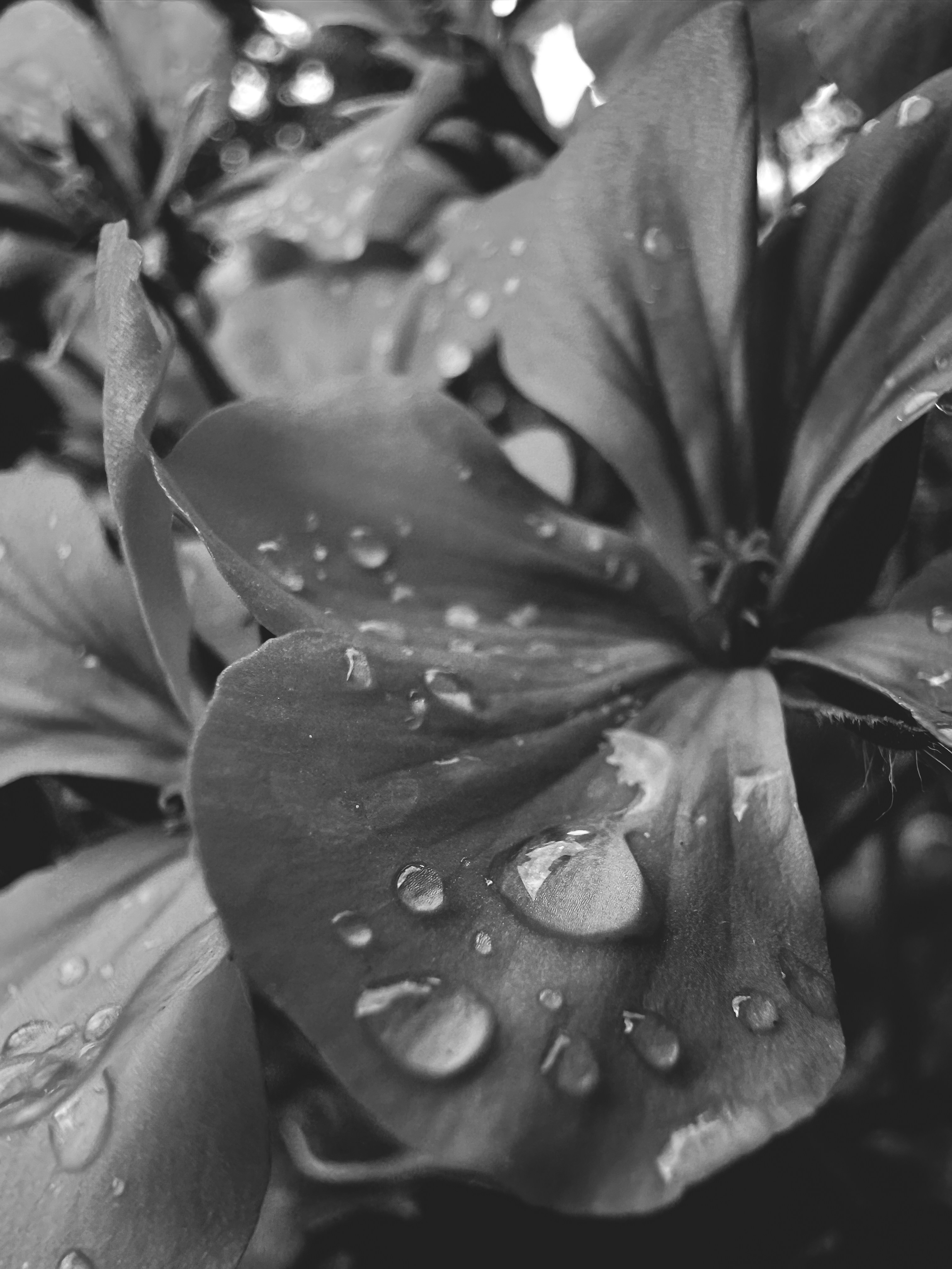 Una foto en blanco y negro de una flor con gotas de agua
