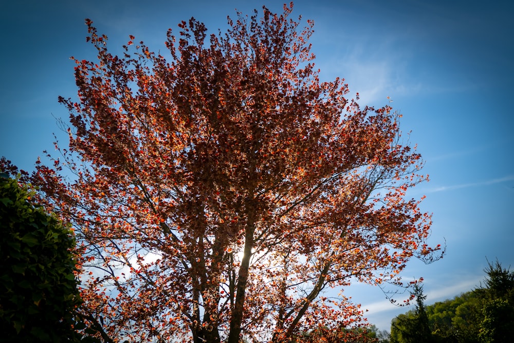 un árbol con hojas rojas y un cielo azul al fondo